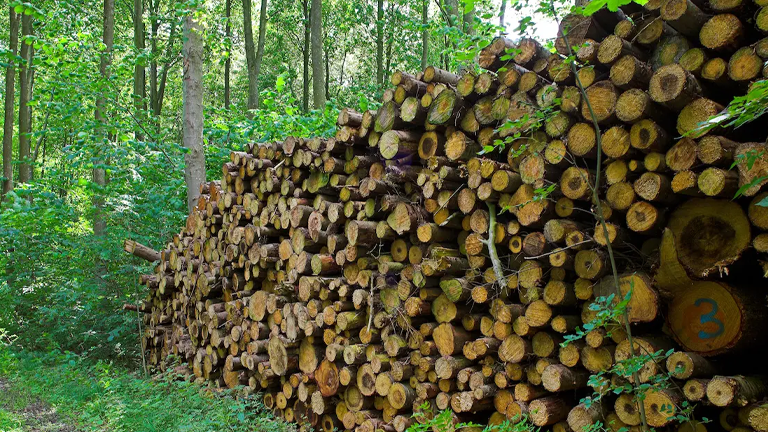 A large stack of cut tree logs is neatly piled in a forested area, surrounded by green foliage.