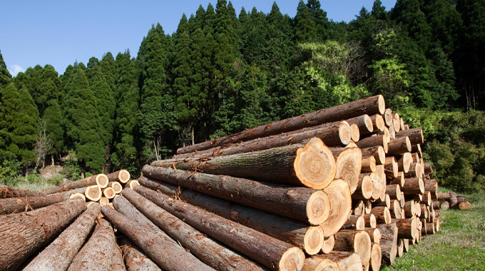 "Stacks of freshly cut logs in a clearing with a dense forest of evergreen trees in the background, under a clear blue sky."