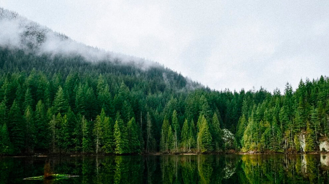 A serene forested landscape with a dense expanse of evergreen trees reflected in a calm, clear lake.