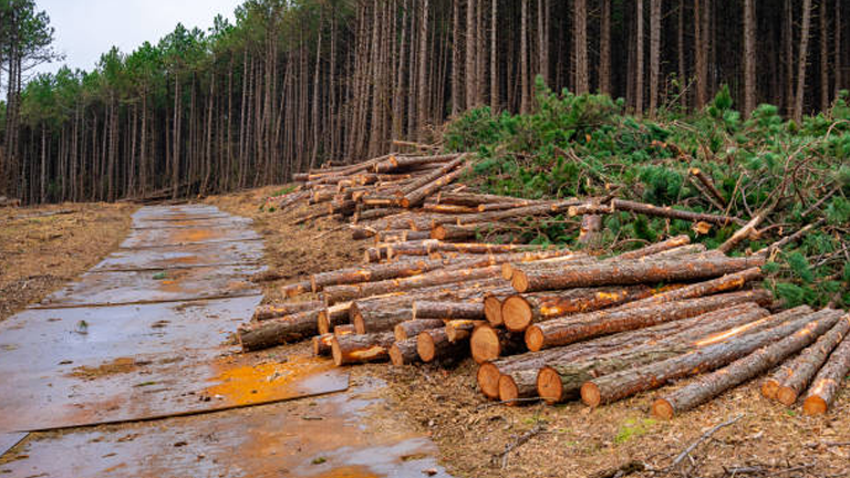 Sustainable Timber Harvesting