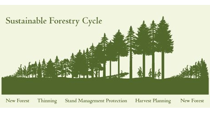 An illustration of the Sustainable Forestry Cycle, depicting the stages of forest growth and management. From left to right, the cycle includes "New Forest," "Thinning," "Stand Management Protection," "Harvest Planning," and back to "New Forest." 