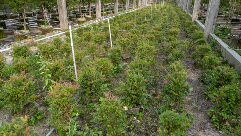 Sustainable Wood: Green Forestry Solutions