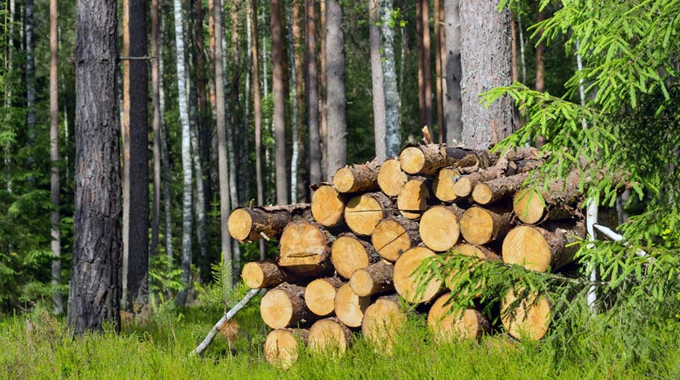 "Stack of freshly cut logs piled up in a lush green forest, with tall trees standing in the background.