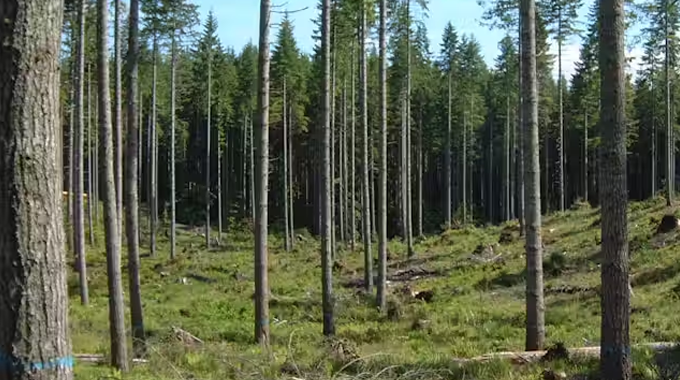 An image of a forest with tall, slender trees. The ground is covered with green grass and small plants, and there are a few logs and tree stumps scattered around, suggesting recent logging activity
