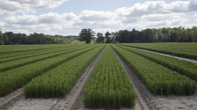 Rows of young pine trees growing in a well-organized, expansive field under a partly cloudy sky, surrounded by lush, mature forest in the background.