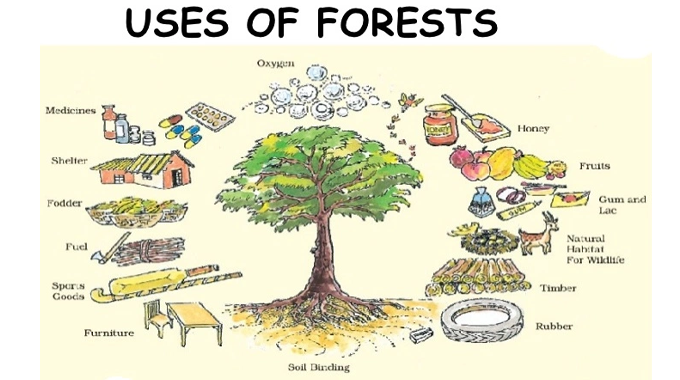 An illustrated diagram titled "Uses of Forests" showing a tree at the center with various forest products and benefits depicted around it.