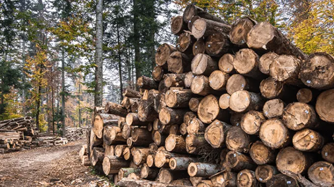 A stack of freshly cut logs piled high in a forest clearing, surrounded by tall trees. The logs are neatly arranged, showcasing the timber production process. 