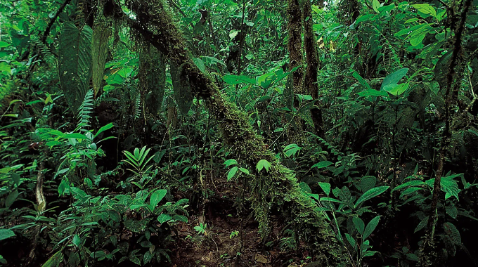 A close-up view of a dense tropical rainforest undergrowth, featuring a variety of lush green plants, ferns, and moss-covered trees.