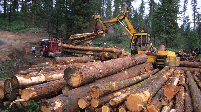 A logging site in a forest, featuring a heavy machinery loader lifting logs onto a truck. 