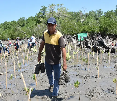 A man carrying young mangrove plants in a muddy area, participating in a mangrove reforestation project. 