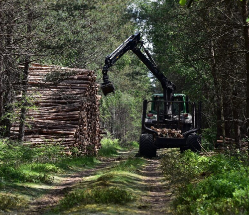 A logging machine with a mechanical arm is stacking logs into a large pile along a forest path, surrounded by dense trees and greenery.