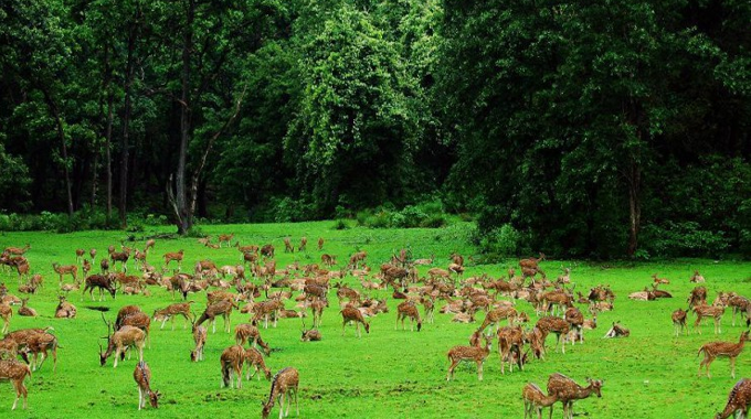 "A large herd of deer grazing on a lush green meadow surrounded by dense forest, showcasing the harmony of wildlife and nature."