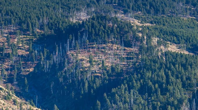 Aerial view of a forested hillside showing areas of clear-cut logging interspersed with dense, uncut sections of trees.