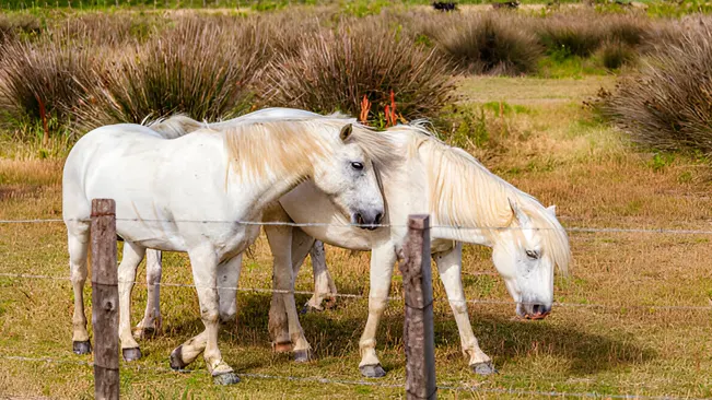 Preserving Biodiversity