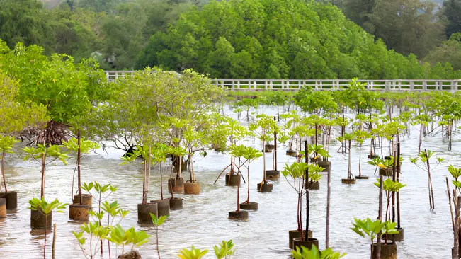 Replanting mangroves forest for sustainable and restoring ocean habitat in coastal area 