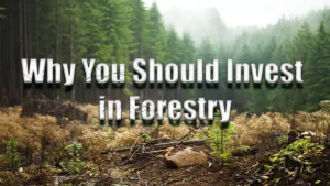 Invest in Forestry