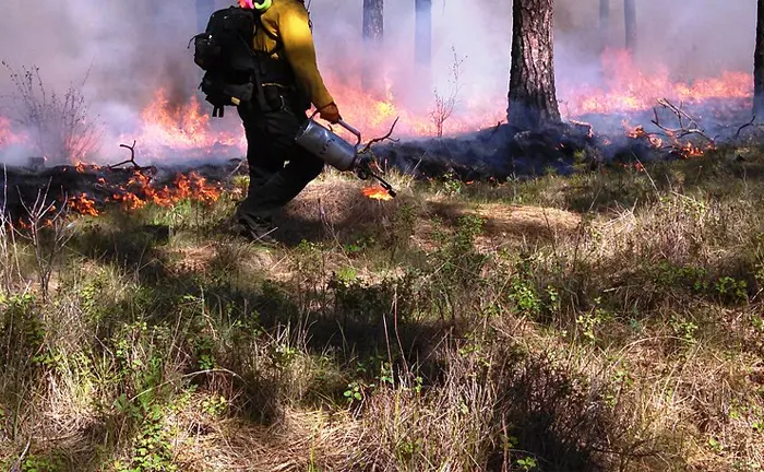 Firefighter using a drip torch for a controlled burn in a forest, illustrating fire management practices.