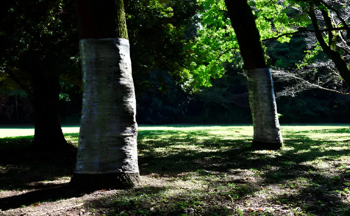 Trees wrapped in protective material in a forest setting for disease control.