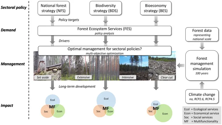 Revenue Streams in Forestry