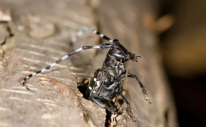 Close-up of a longhorn beetle emerging from tree bark, illustrating forest pest management.