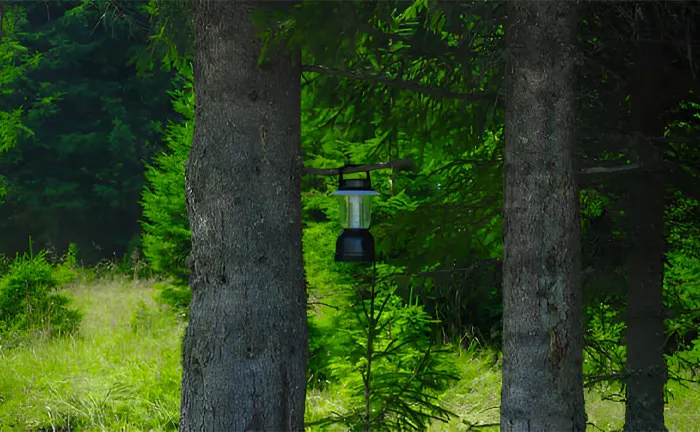 Pheromone trap hanging between two trees in a forest for pest control.