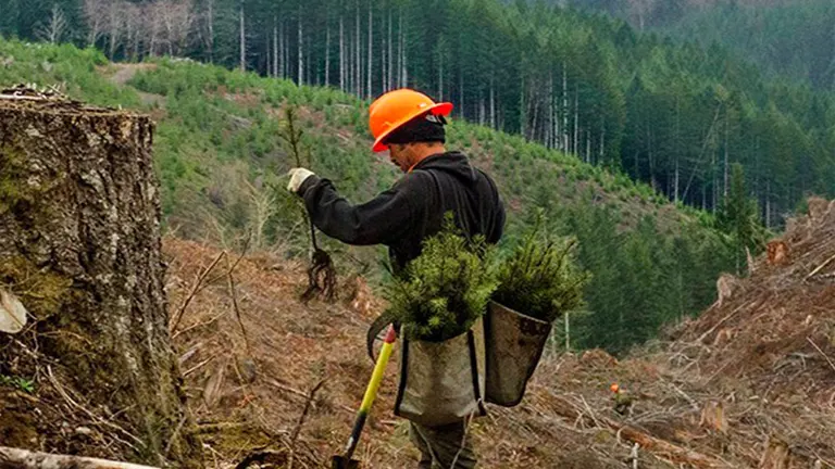 Sustainable Forestry