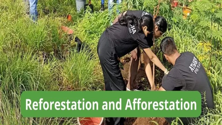 Afforestation and Reforestation