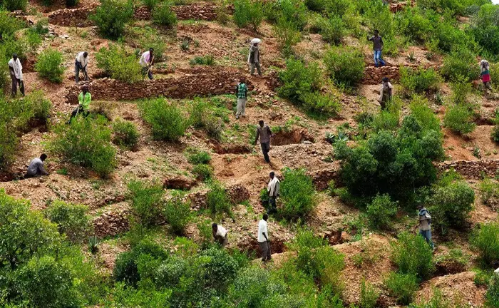 Multiple people planting trees on terraced, eroded land as part of a forest management and reforestation project to combat climate change.