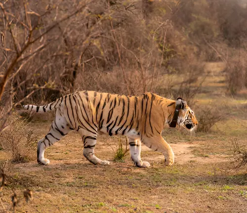 Tiger wearing a GPS collar, walking through its natural habitat for monitoring and conservation.






