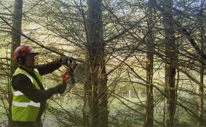 Forestry worker thinning trees with a chainsaw to reduce wildfire risks in sustainable forest management.