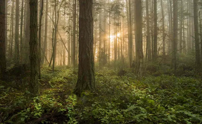 How US Federal Programs Support Private Forests