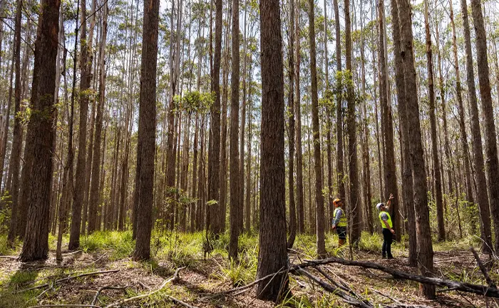 Two workers assess a dense, managed a private forests.