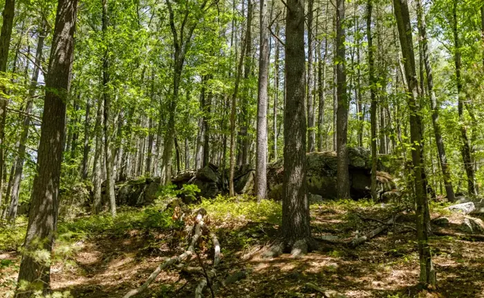 Sunlit forest with diverse trees and rocky terrain.