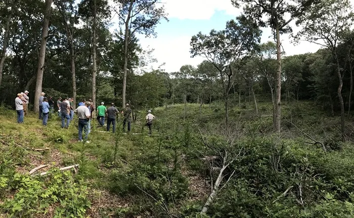 Group of people observing a forest management area.