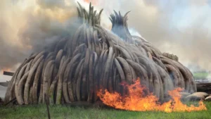 Strategies for Eliminating Ivory Poaching