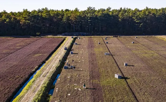 Workers planting trees in a large cleared field near a forest.