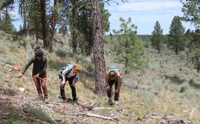 Three people measuring and surveying in a forested area.