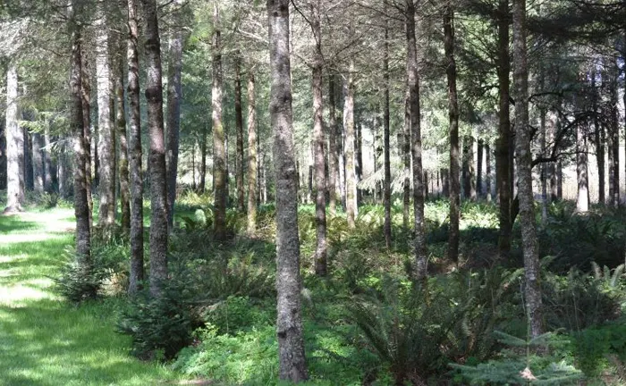 Dense, healthy forest with undergrowth and well-spaced trees.