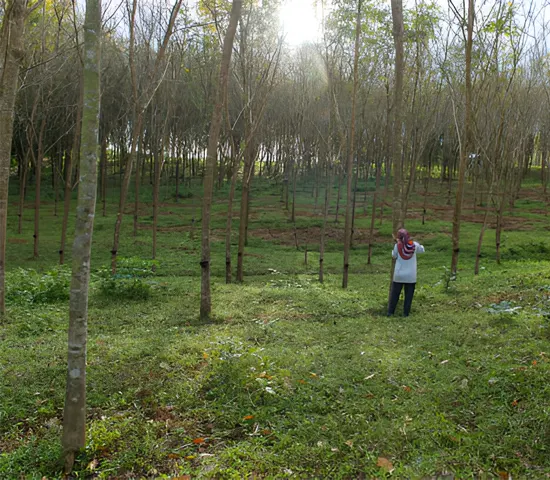 Person observing a young, managed forest.