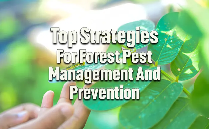 Top 4 Strategies for Forest Pest Management and Prevention