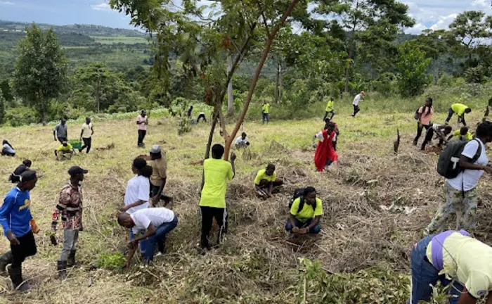 Community members actively participating in a reforestation project, planting trees in a cleared field to enhance forest biodiversity.