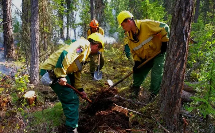 Forest workers in protective gear planting a tree in a wooded area, demonstrating hands-on forest restoration efforts for biodiversity conservation.