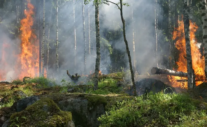 Forest fire burning through a dense woodland, illustrating the urgency of proactive fire prevention strategies.