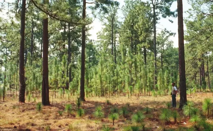 Forester inspecting a healthy pine forest, illustrating essential forest disease control methods.