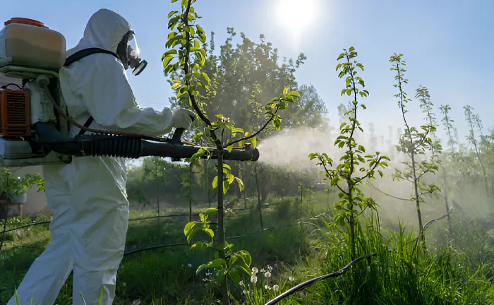 Person in protective suit spraying pesticide in a young orchard during sunrise.