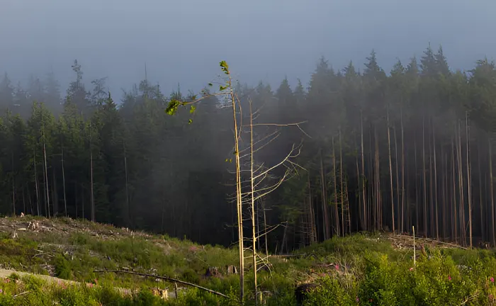 A sparse, young tree stands in the foreground of a misty, deforested area with dense, mature forest in the background, illustrating forest management challenges.