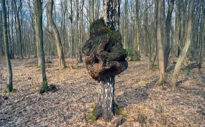 Tree with a large burl in a forest, indicating potential disease or growth anomaly.