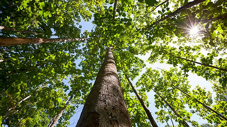 Looking up at a tall tree surrounded by lush green leaves with sunlight filtering through.