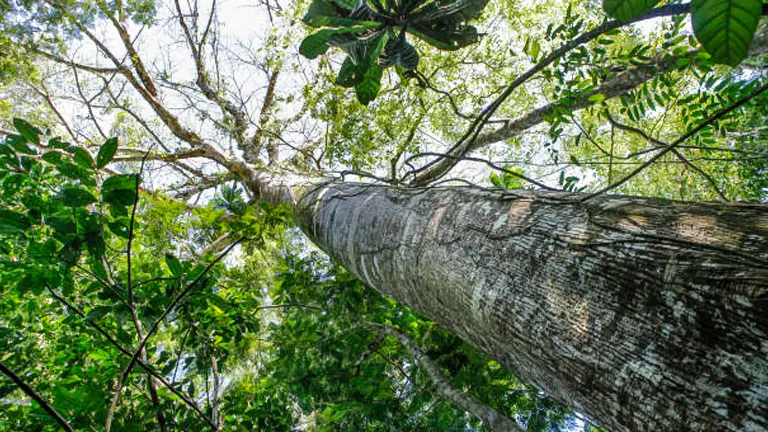 A towering tree viewed from the base, surrounded by dense foliage.