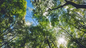 Sunlight filtering through the lush green canopy of a dense forest against a blue sky.